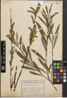 Foto von Salix purpurea L.